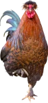 GALLO